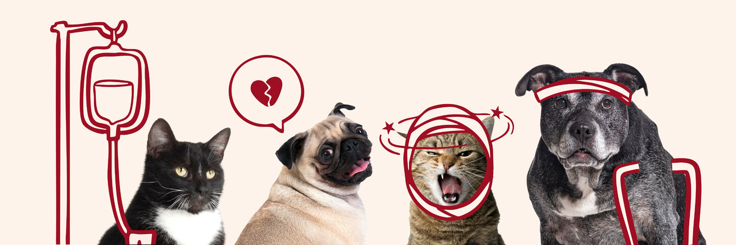 SuperValu Insurance Pet Cover & Support Image