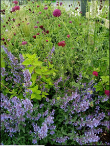 SuperValu TidyTowns Wild Flower Area