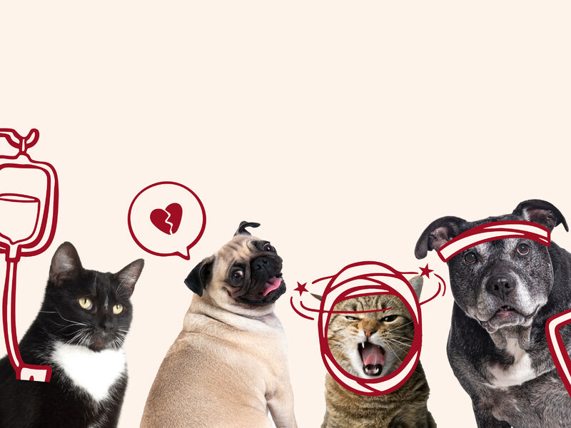SuperValu Insurance Pet Cover & Support Image