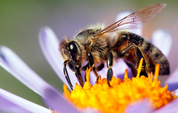 Image result for bees supervalu