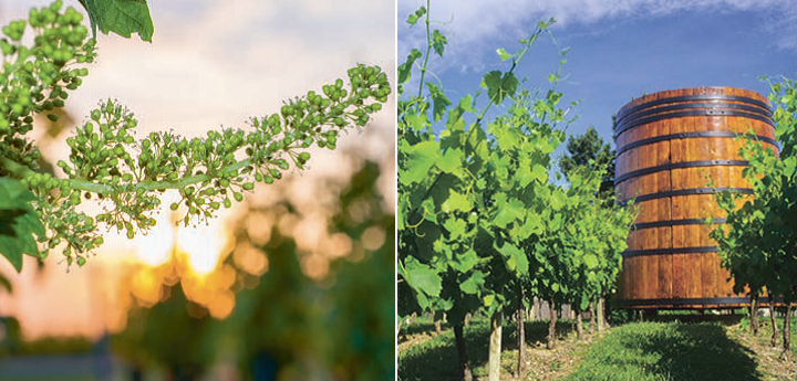 Grape vine in blossom in the Loire Valley (left), Roussillon vineyard with traditional oak wine (right)